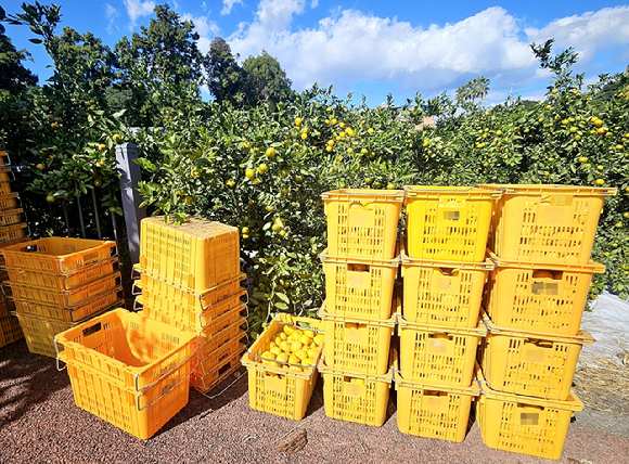감귤 수확철인 가을 제주 서귀포시 신효동 한 감귤 농원의감귤 보관 상자들. 기사 내용과 직접 관련 없음. [사진=연합뉴스 자료사진]