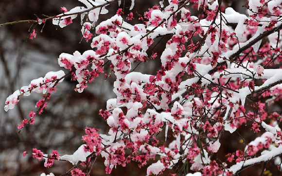 경칩(5일)을 이틀 앞둔 3일 강원 강릉시 성산면 외곽마을에서 활짝 핀 홍매화가 눈 이불을 덮고 있다. 2026.3.3[사진=연합뉴스]