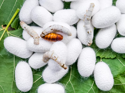 누에를 동결 건조해 만든 '홍잠'이 체중 감소에 도움을 줄 수 있다는 연구 결과가 발표됐다. 사진은 본 기사 내용과 무관. [사진=Rocky Mountain Gastroenterology]