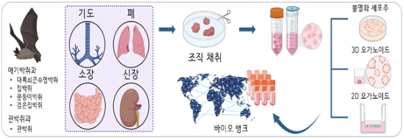 국내 연구팀이 박쥐 오가노이드 플랫폼을 구축했다. [사진=IBS]