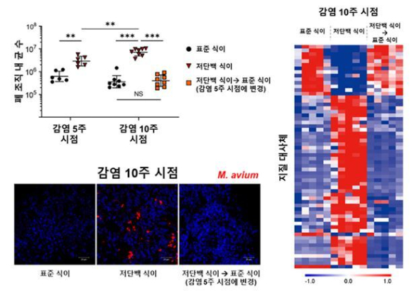 MAC 폐 감염 저항성 마우스 모델에서 저단백식이를 적용 시 안정형이던 질병이 진행형으로 전환되는 것이 관찰됐으며, 이때 지질대사의 교란이 확인된 모습. [사진=세브란스]