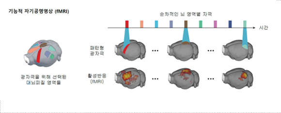 기능적 자기공명영상(fMRI). 이번 연구에서는 총 9개의 영역이 목표로 설정됐다.이 9개의 영역이 순차적으로 자극되고, 이에 대한 반응은 fMRI로 측정된다. [사진=IBS]