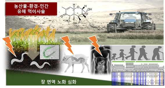 작물생산과정에서 생성되는 곰팡이독소와 항생제 등 유해인자는 토양과 수생 환경으로 유출돼 먹이사슬을 통해 노출된다. 생물계 노화과정에서 만성적 장 면역방어를 붕괴해 생존을 위협 할 수 있다. [사진=한국연구재단]