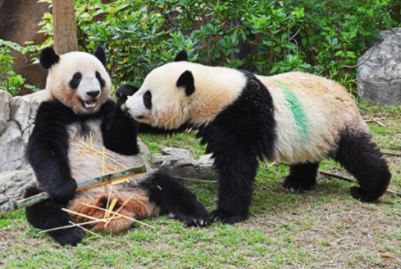 레이레이가 먹이를 먹고 있다. [사진=우에노동물원]