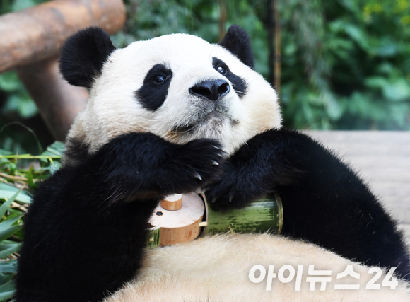푸바오가 일반 관람객들을 만나는 마지막 날, 용인 에버랜드 판다월드 실내 방사장에서 푸바오가 강철원, 송영관 사육사가 선물한 대나무 인형을 안고 있다. [사진=사진공동취재단]
