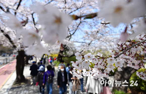 8일 오후 서울 여의도 윤중로를 찾은 시민들이 활짝 핀 벚꽃을 보며 산책을 하고 있다. [사진=김성진 기자]