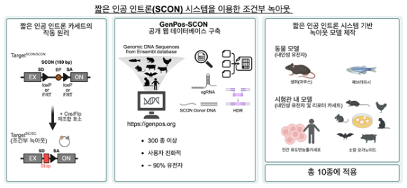 SCON 시스템을 이용한 조건부 녹아웃. [사진=iBS]