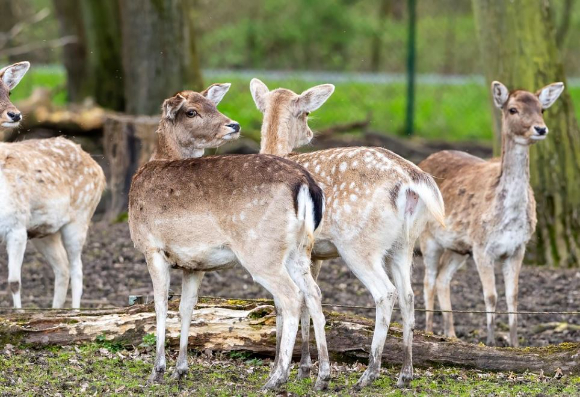 최근 경기도 광명 한 농장에서 사슴 5마리가 탈출한 가운데 서울 구로구 천왕산에서 사슴을 목격했다는 신고가 접수됐다. 본 기사와 무관한 이미지. [사진=픽사베이@BernhardJaeck]
