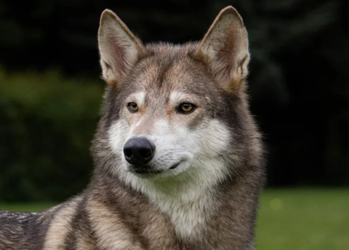 일본 사가현에서 가정에서 기르던 '늑대개'가 산책 도중 탈출했다가 하루 만에 포획되는 소동이 일어났다. 사진은 일반 늑대개로, 본 기사 내용과 무관. [사진=European Wolfdogs and Wolfalikes]