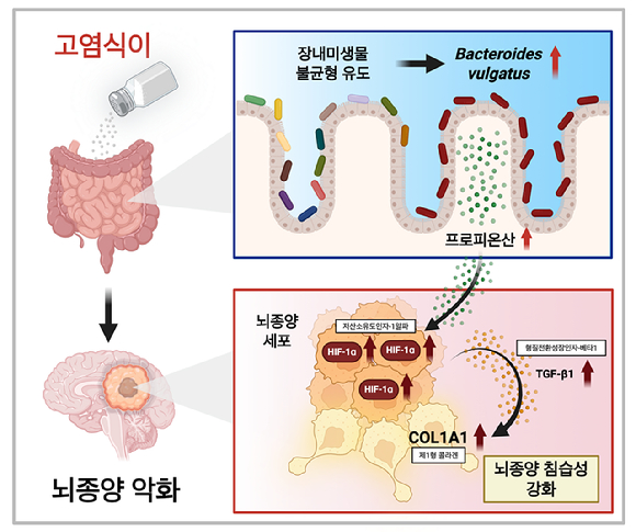 KAIST 연구팀이 짠 음식으로 인한 장내 프로피오네이트 증가와 이에 따른 뇌종양 세포 침습성·저산소 반응 증폭 경로를 규명했다. [사진=KAIST]
