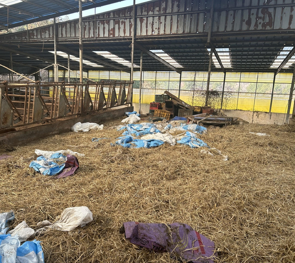 해남군의 한 축사에서 소 63마리가 숨진 채 발견됐다. 해당 축사 [사진=해남경찰서]