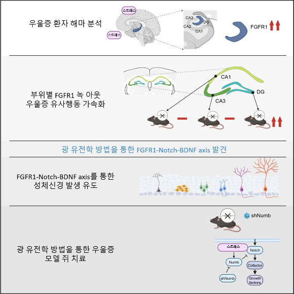 KAIST 등 국내 연구팀이 우울증의 원인과 치료 실마리를 찾아냈다. [사진=KAIST]