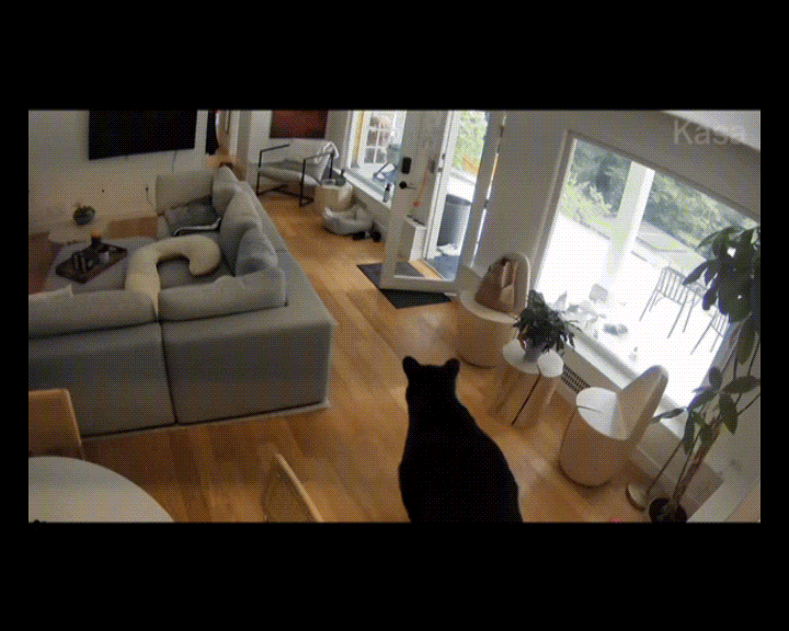 캐나다 밴쿠버 서부의 한 가정집에 흑곰이 들어왔다가 2㎏ 남짓한 포메라니안에게 쫓겨나는 사건이 벌어졌다. 사진은 본 기사 내용과 무관. [사진=픽사베이@happypixel19]