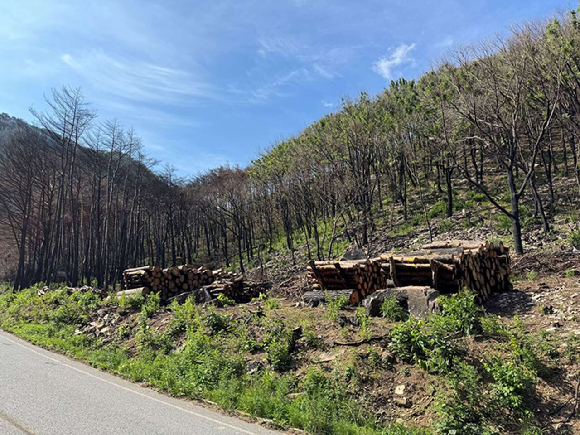 경북 산불피해목 제거 후 집재돼 있다. [사진=산림청]