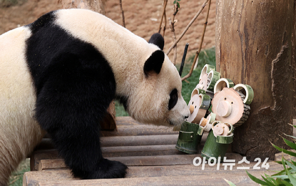 푸바오가 일반 관람객들을 만나는 마지막 날인 3일 오전 용인 에버랜드 판다월드 실내 방사장에서 푸바오가 송영관, 강철원 사육사의 선물인 대나무 인형을 바라보고 있다. [사진=사진공동취재단]