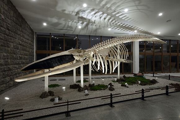제주민속자연사박물관에 전시될 몸길이 12.6m 크기의 참고래 골격 표본 [사진=제주민속자연사박물관 제공]