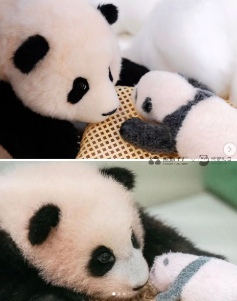 에버랜드에서 판매중인 푸바오 인형 [사진=판다팩토리 인스타그램]