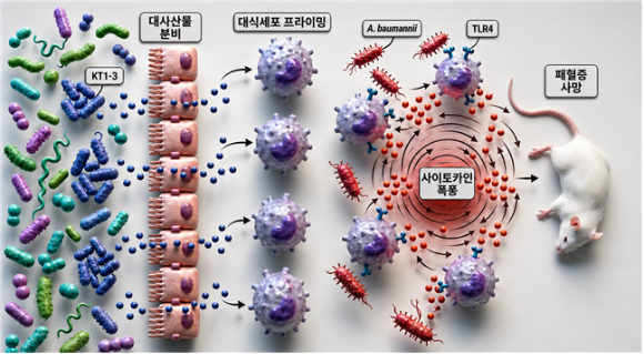 특정 장내 미생물(상게리박터 무리스 KT1-3)에 의한 치명적 패혈증 유발 작동원리. [사진=생명연]