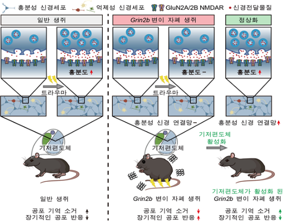 뇌는 왜 공포 기억을 지우지 못할까. IBS 연구팀이 기저편도체 신경세포 활성화에서 해법을 찾아냈다. [사진=IBS]