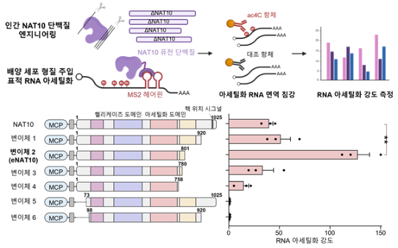 가이드 RNA를 통해 특정 RNA를 정밀하게 표적할 수 있는 CRISPR-Cas13 시스템을 이용해 dCas13-eNAT10 퓨전 단백질을 제작, 세포 내 다양한 위치에서 여러 내인성 RNA를 특이적으로 아세틸화할 수 있음을 확인했다. [사진=KAIST]