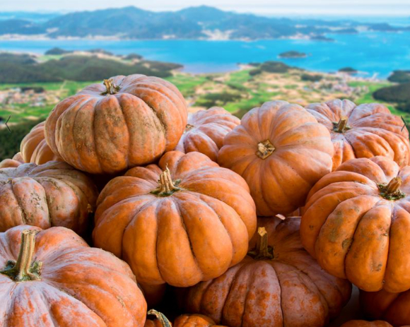 핼러윈을 맞아 호박에 대한 관심이 높아지는 가운데, 호박이 노화 방지와 면역력 강화에 효과적인 식품이라는 전문가의 설명이 공개됐다. 사진은 핼러윈 호박. [사진=엔바토]