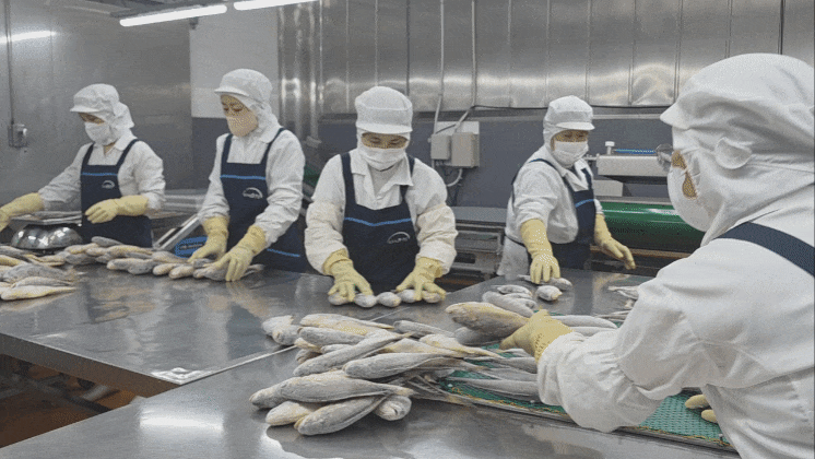 경남 사천에 위치한 다미원 삼천포 공장에서 작업자들이 부세조기를 손질하고 있다. [사진=구서윤 기자]