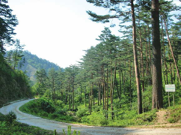 경상북도 울진군 금강송면 소광리 임도 [사진=산림청]