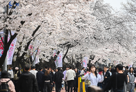 사진은 3일 오전 서울 여의도 윤중로 벚꽃길. [사진=곽영래 기자]