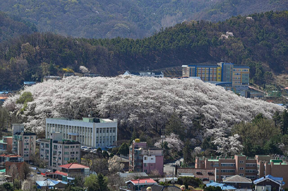 산림청이 1일 발표한 '아름다운 도시숲 50선' 중 경관개선형 중 하나인 대전 중구 테미공원 도시숲 전경. [사진=산림청]