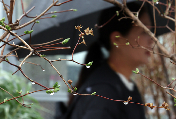 지난달 26일 서울로7017에서 나무에 빗방울이 맺혀 있는 가운데 우산을 쓴 시민들이 지나가고 있다. [사진=뉴시스]