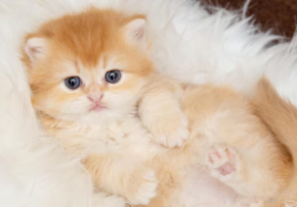 중국 광둥성의 한 저수지에서 1000여 마리가 넘는 고양이를 '복을 빌기 위한 방생 의식' 명목으로 풀어놓는 과정에서 수많은 고양이가 물에 빠져 죽는 사건이 일어났다. 사진은 일반 고양이로, 본 기사 내용과 무관. [사진=Freepik]