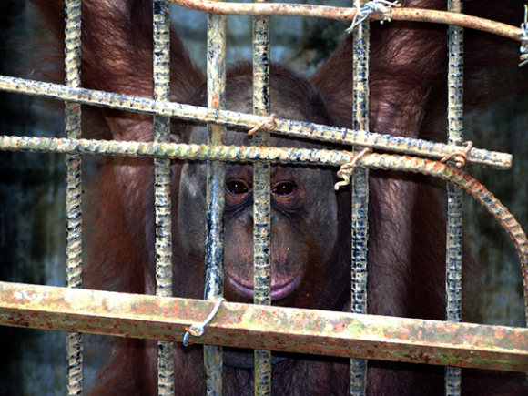 케이지에 갇힌 오랑우탄. [사진=&copy;WWF-Indonesia Chairul Saleh]