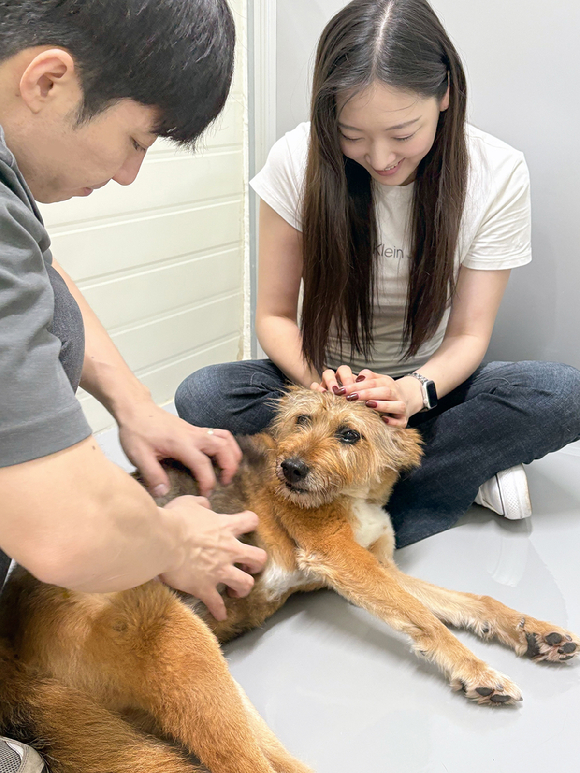 지난 25일 오전 경기도 고양시에 위치한 유기 동물 보호소 ‘브링미홈’에서 에어프레미아 승무원들이 유기견들과 함께 놀이하고 있다. [사진=에어프레미아]