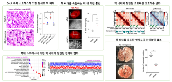 암세포 핵 비대현상이 암 전이를 억제할 수 있다는 연구결과가 나왔다. [사진=KAIST]