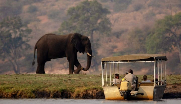 보츠와나 카사네 빌리지에서 관광객이 야생 코끼리를 지켜보고 있다. 사진은 기사와 관계없음을 밝힌다. [사진=뉴시스]