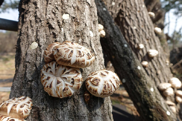 전라남도 장흥군에서 재배하는 표고버섯 생산 현장 [사진=산림청]