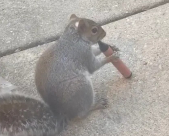 전자담배를 물고 있는 다람쥐. [사진=X @rawsalerts]