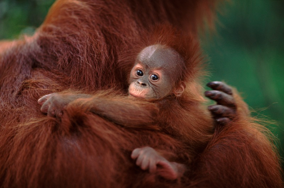 케이지에 갇힌 오랑우탄. [사진=&copy;WWF-Indonesia Chairul Saleh]