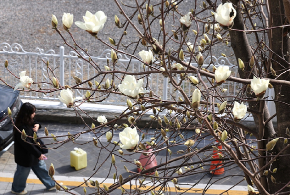 부산 남구의 한 주택가에 목련이 꽃망울을 터트려 시민들의 눈길을 사로잡고 있다. [사진=연합뉴스]