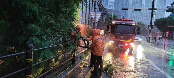 제6호 태풍 ‘카눈’이 10일 오전 부산광역시에 근접한 가운데 부산의 한 도로에 나무가 쓰러져 소방당국이 안전조치를 하고 있다. [사진=부산소방재난본부]