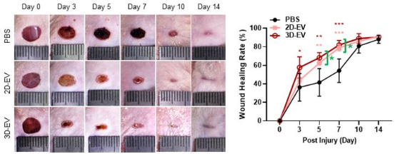 상피 오가노이드 유래 세포 외 소포체의 피부상처 치유 효과. 생리식염수(PBS), 2차원 모델 유래 세포외소포체(2D-EV), 3차원 모델 유래 세포외소포체(3D-EV)를 면역결핍 마우스의 상처 부위에 주입하고 2주간 치유 속도를 관찰한 결과, 3차원 상피 오가노이드 모델에서 분비된 세포외소포체가 가장 뛰어난 상처 치유 효과를 나타냈다. [사진=생명연]