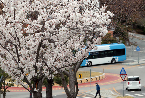 포근한 봄 날씨를 보인 18일 오전 부산 남구의 한 도로변에 벚꽃이 활짝 펴 눈길을 사로잡고 있다. [사진=뉴시스]