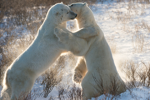 처칠에서 포착된 수컷 북극곰 두마리. [사진=Elisabeth Kruger/ WWF]