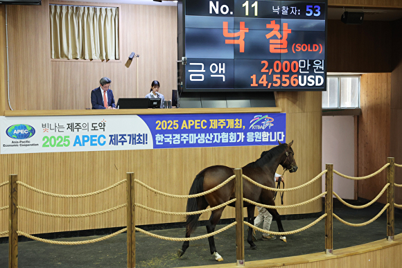 2024년 2차 경주마 경매가 조천읍 교래리 한국경주마생산자협회에서 진행되고 있다. [사진=한국마사회 제주본부]