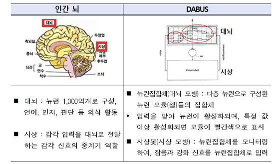 인간의 대뇌와 다부스 구조 비교 [사진=특허청 보고서]