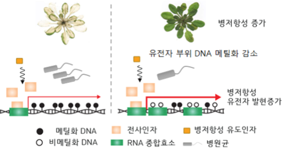 유전자 부위의 DNA 메틸화가 감소할 경우, 식물은 병원균 공격에 대해 더 빠르고 강력한 방어 반응을 일으키도록 준비된 상태가 된다. 이후 병원균이 식물을 공격할 경우, 병저항성 유전자의 발현이 빠르게 증가, 식물의 병저항성이 증가한다. [사진=한국연구재단]
