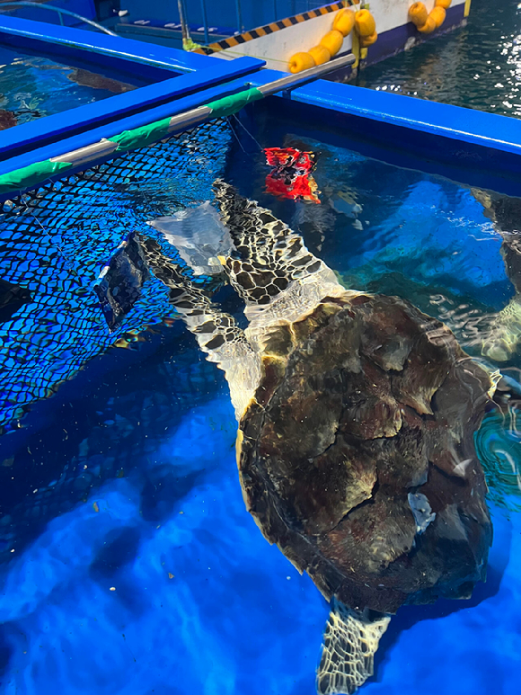 바다거북은 밝고, 부드러운 플라스틱을 선호했다. 이는 바다거북의 먹이 중 하나인 해파리로 착각하는 것과 무관치 않은 것으로 분석됐다. [사진=KIOST]