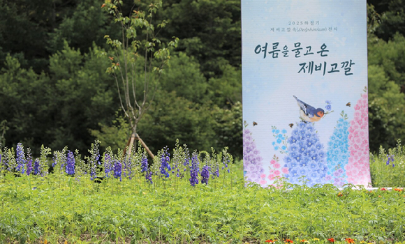 국립백두대간수목원 제비고깔 전시 [사진=국립백두대간수목원]