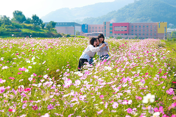  지난 14일 경상남도 산청군 산청읍 산청 정광들을 찾은 관광객들이 코스모스를 배경으로 추억을 담고 있다. [사진=경상남도 산청군] 