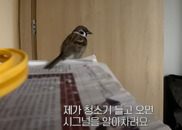 참이가 둘째아이 어깨에 앉아 있다. [사진=MBN '특종세상']